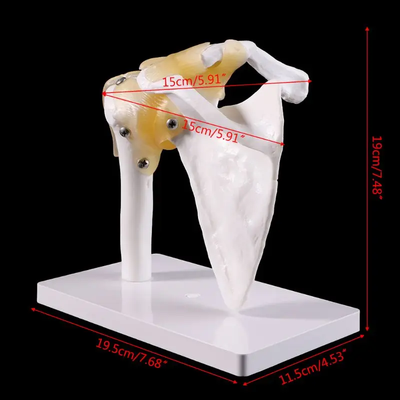 Функционална Анатомическая Анатомия На Човека В Пълен Размер Скелет На Раменната Става Остео Мускулна Модел За Обучение Учебна Пособию