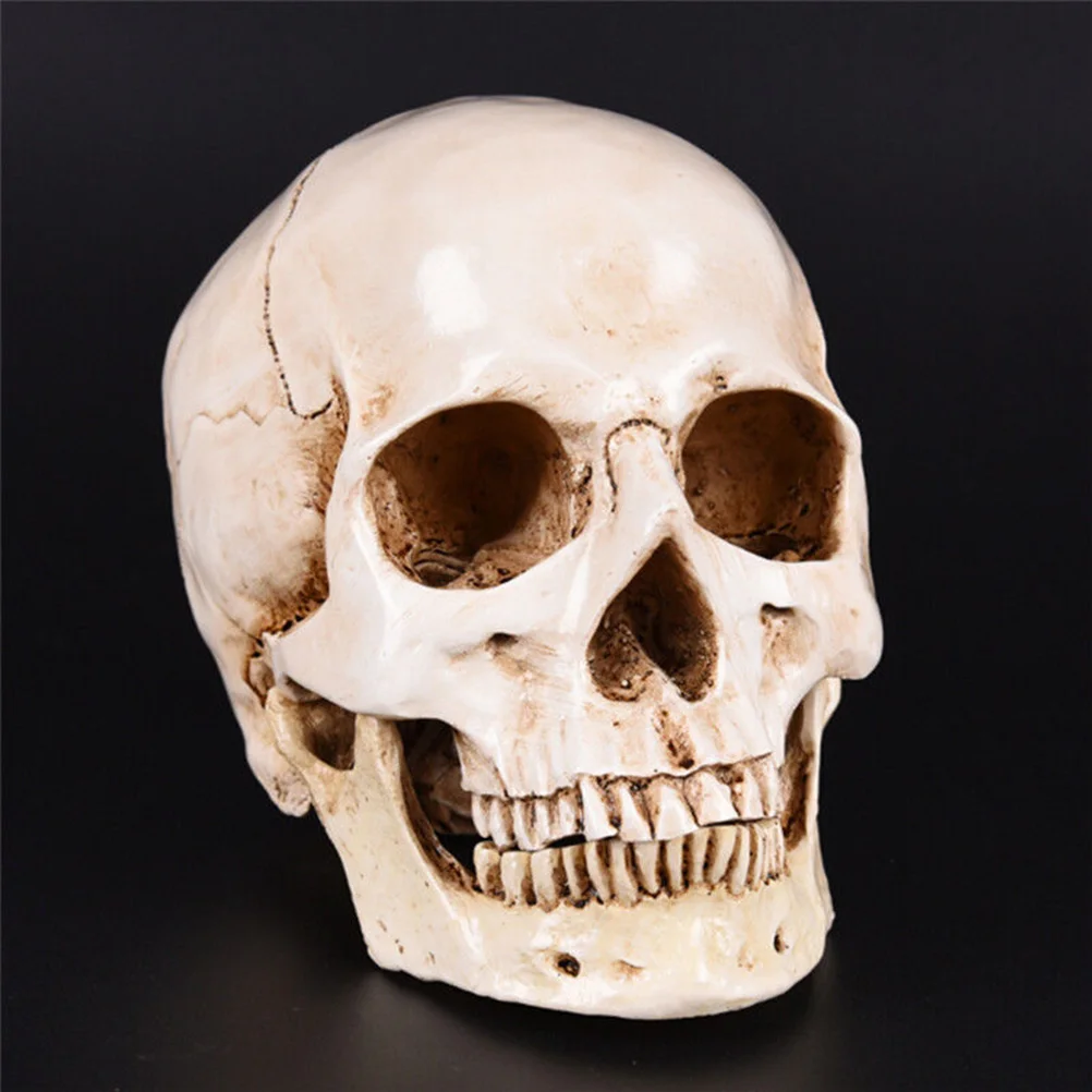 Копие на човешки череп 1: 1 Модел Украса за Хелоуин за декорации diy за възрастни
