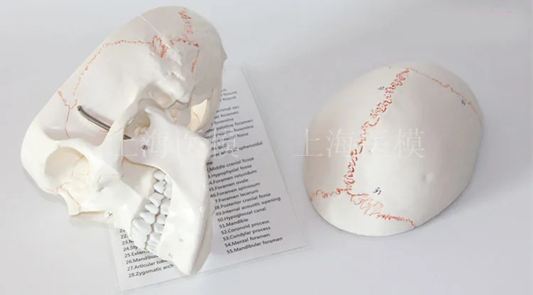 Модел на черепа на човека с номера, модел на черепа за нейрохирургической трепанации на черепа, шевовете на костите на черепа