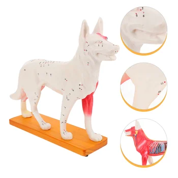 Модел акупунктура на тялото на кучето Модел анатомия на кучето Медицинска образователна модел