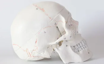 Модел на черепа на човека с номера, модел на черепа за нейрохирургической трепанации на черепа, шевовете на костите на черепа