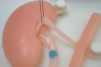 Мочевыделительная система силиконови Бъбреците мочеточники пикочния мехур простата модул за Обучение по урология Лапароскопия Практика урологична хирургия