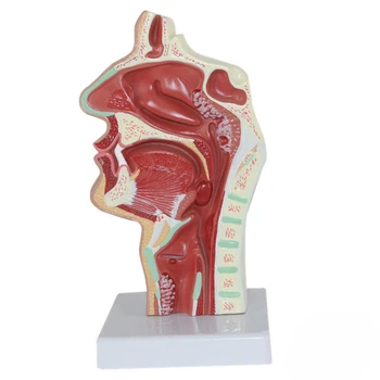 Патологична модел на устната кухина, носа и гърлото, демонстрационен модел на парцела патология на хранопровода и дихателните пътища на човека