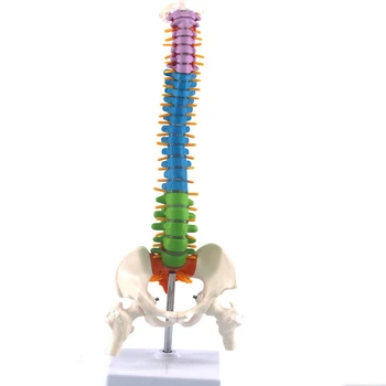 Цветен Гъвкав гръбнака Анатомический режим Модел на гръбначния стълб на човека в реален размер с таза бедрена кост 45 см със стойка
